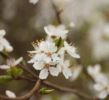 A close up of the buds and flowers on a Hawthorn tree